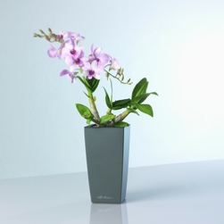 office-plants-orchid-rent
