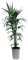 office-plants-kentia-palm