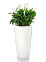 office plants peace lily